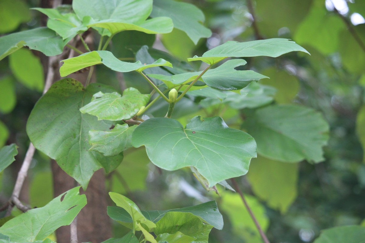 Adina cordifolia (Roxb.) Brandis